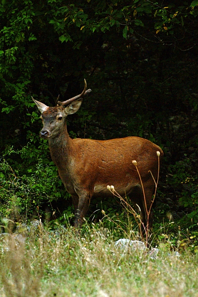 Ancora cervi